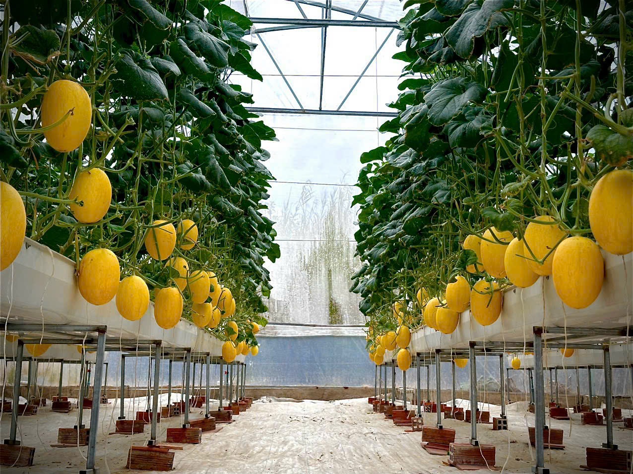 Dưa Lưới Châu Thành