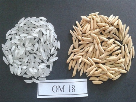 Gạo OM18