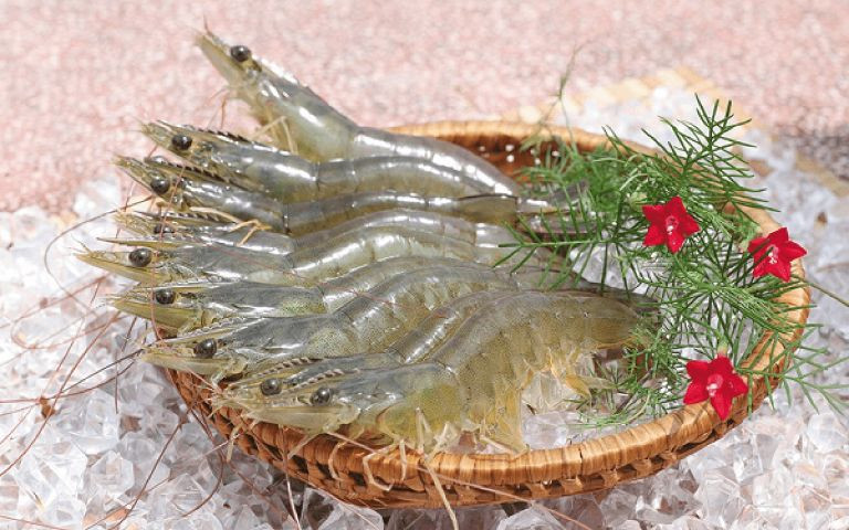 Tôm thẻ nguyên con