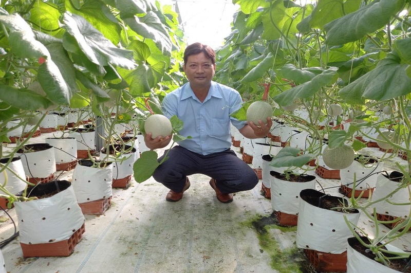 Dưa lưới Châu Thành